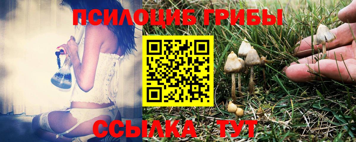 Псилоцибиновые грибы Psilocybine cubensis Богданович