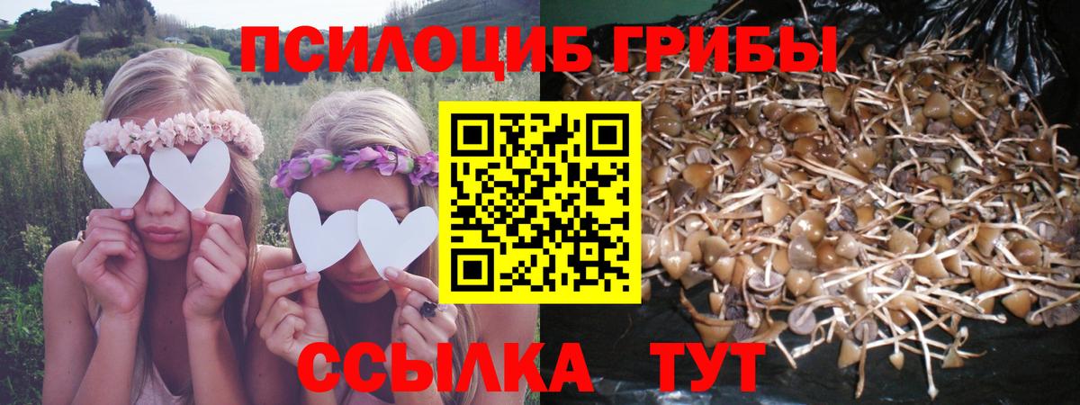 Галлюциногенные грибы Psilocybine cubensis  Богданович 